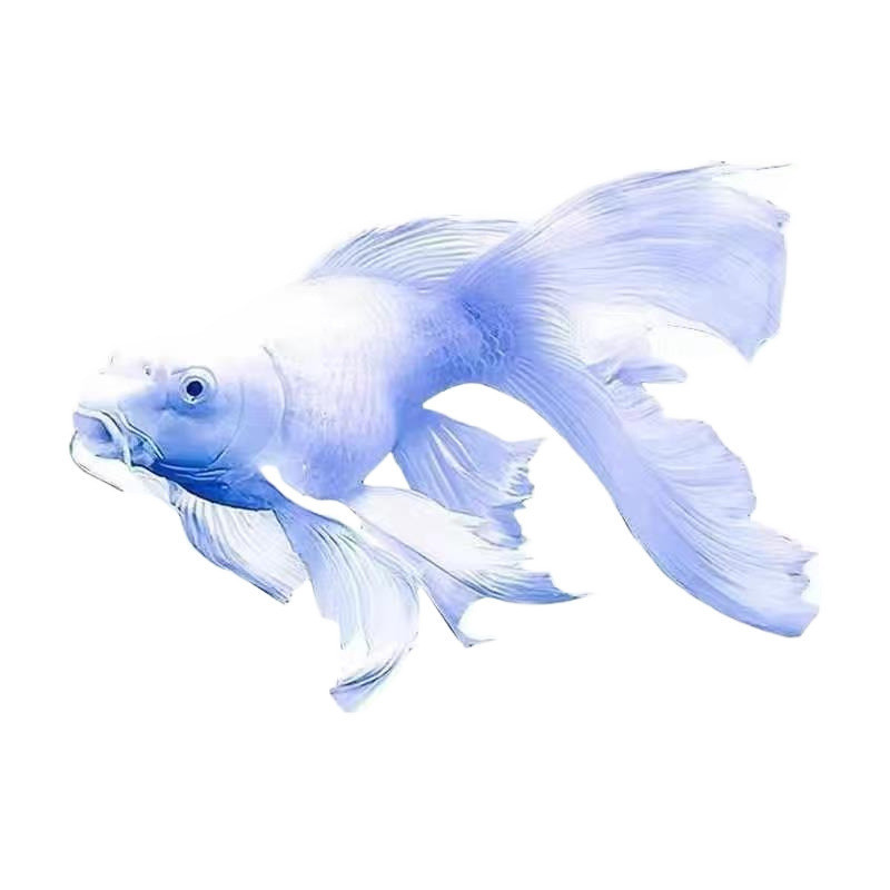 dde Taiwan Butterfly Carp cold-water ornamental fish, gypsum white short-bodied spherical, lion-head long-tail koi fry, goldfish Application Scenario
