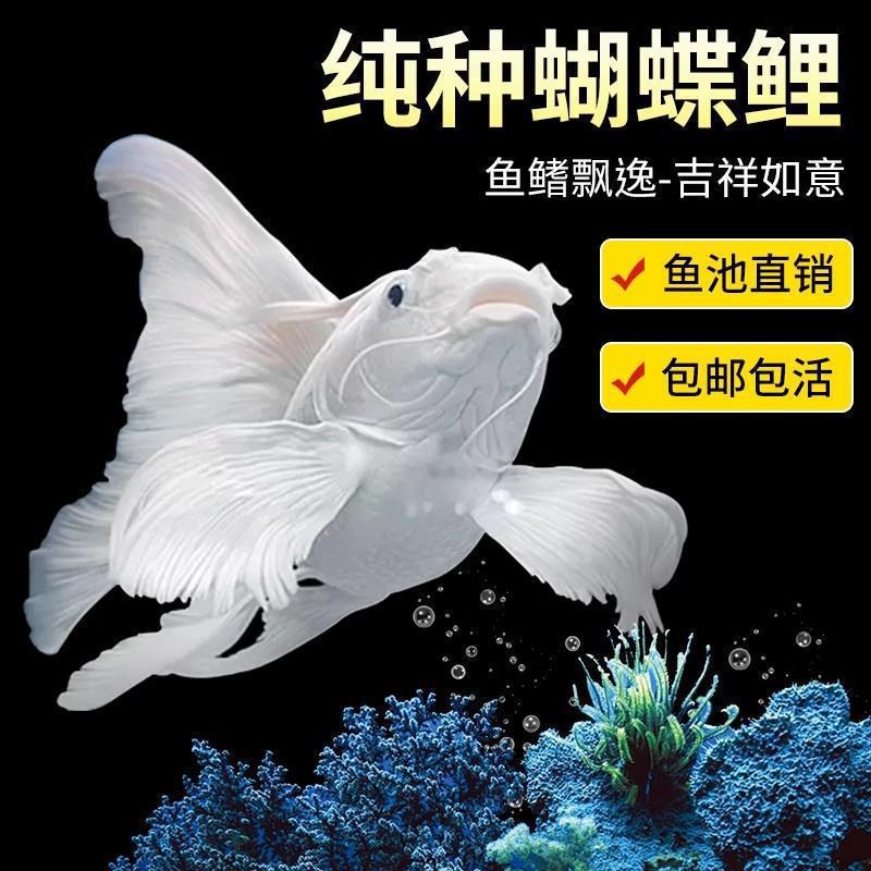 dde Taiwan Butterfly Carp cold-water ornamental fish, gypsum white short-bodied spherical, lion-head long-tail koi fry, goldfish Specification drawing