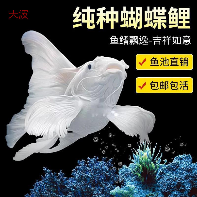 dde Taiwan Butterfly Carp cold-water ornamental fish, gypsum white short-bodied spherical, lion-head long-tail koi fry, goldfish full figure