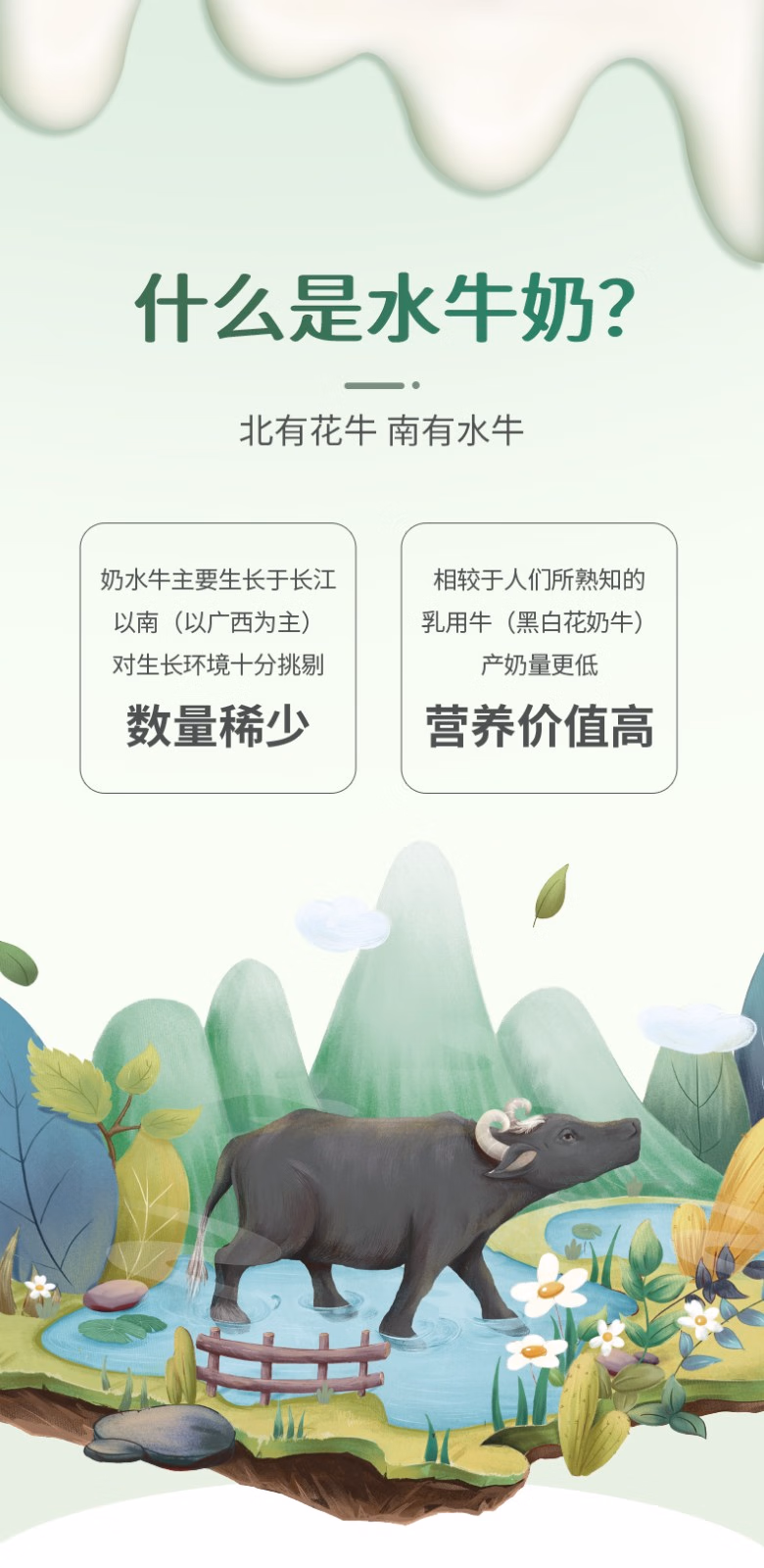 批发包邮！HUILE DE NOI休闲零食饮料 百菲酪水牛纯奶200ml*12瓶详情5