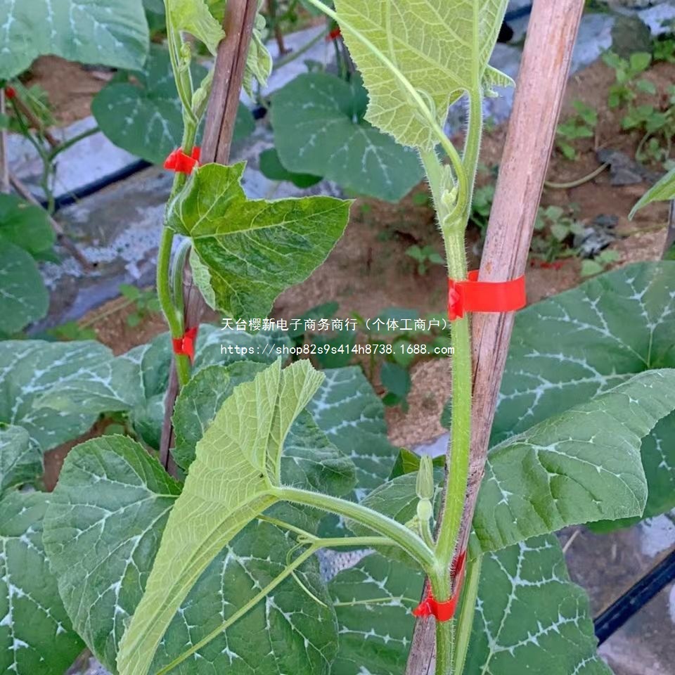 New type of tomato branch binding machine, grape tomato branch binding machine, kiwi vine binding tape machine, automatic binding machine tape Application Scenario
