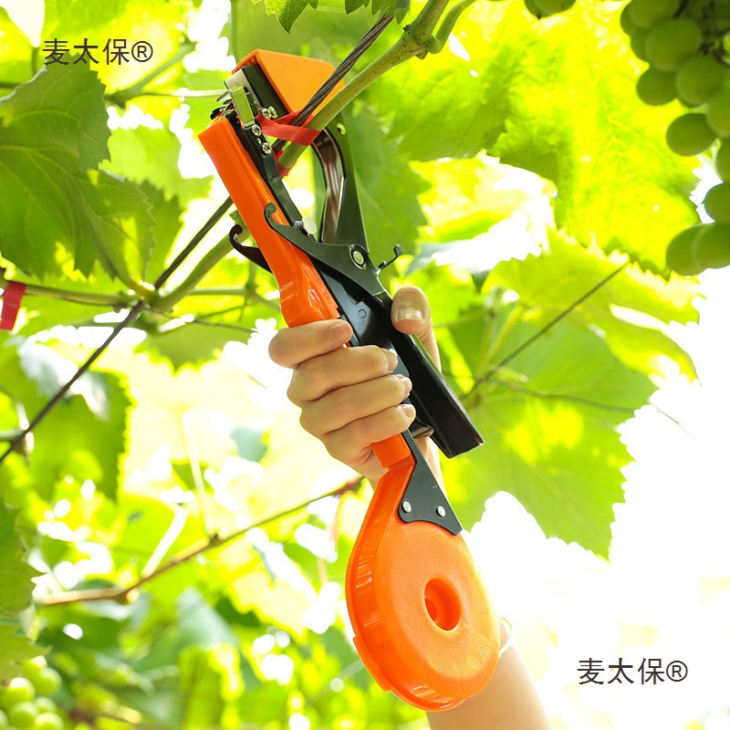 Branch binding machine, agricultural tomato vine binding machine, branch binding, grape binding, cucumber binding, tape, nail binding, branch binding, vine binding, wheat Taibao Application Scenario