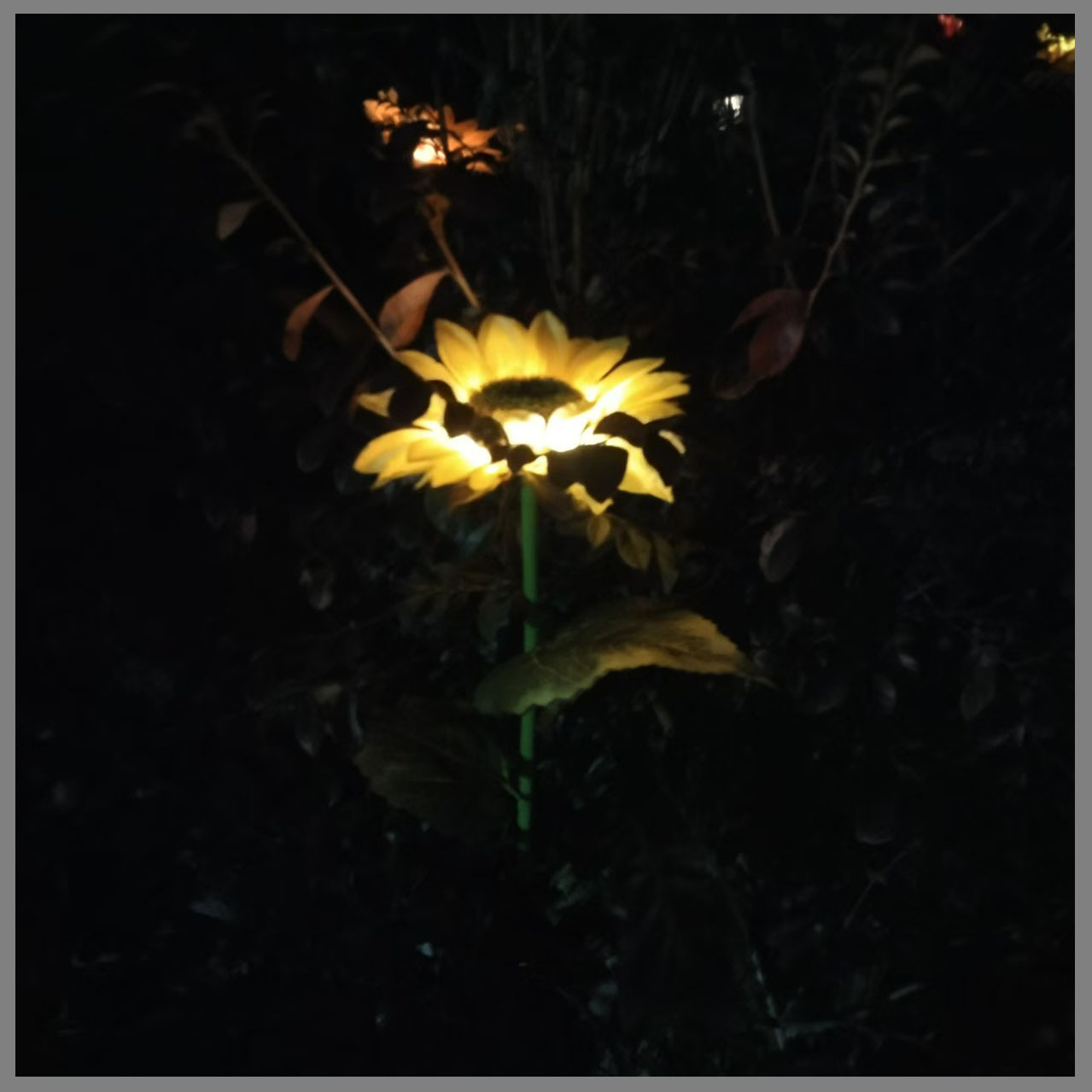 led solar ground socket light, three-head single-head sunflower light, cross-border outdoor rainproof solar decorative scene imitation Specification drawing