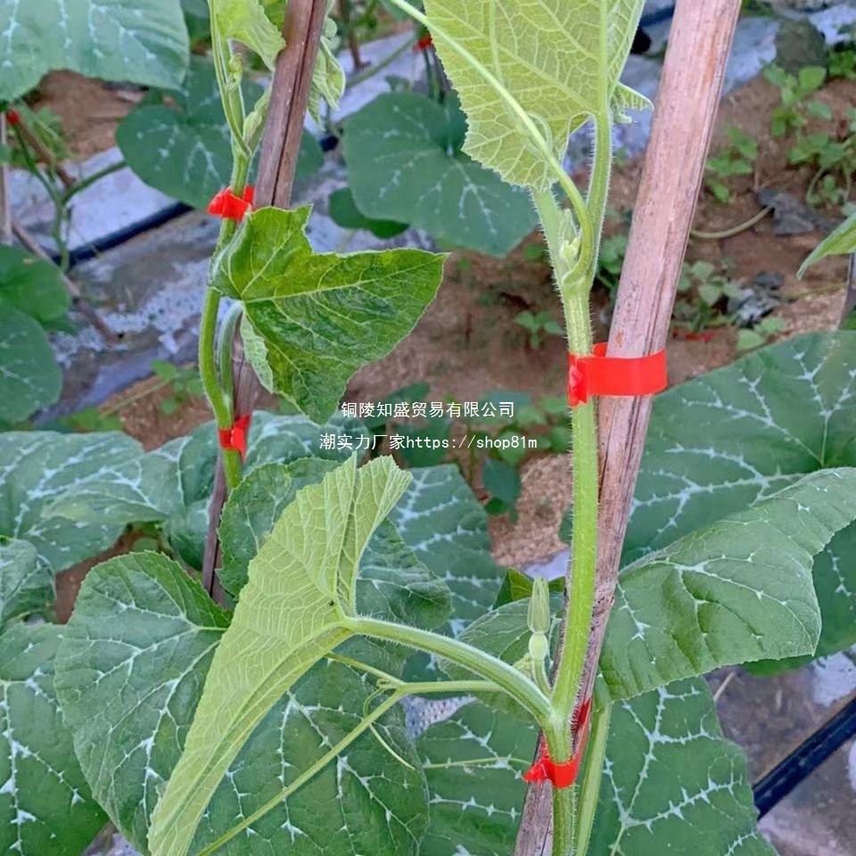New type of tomato branch binding machine, grape tomato branch binding machine, kiwi vine binding tape machine, automatic binding machine tape Application Scenario