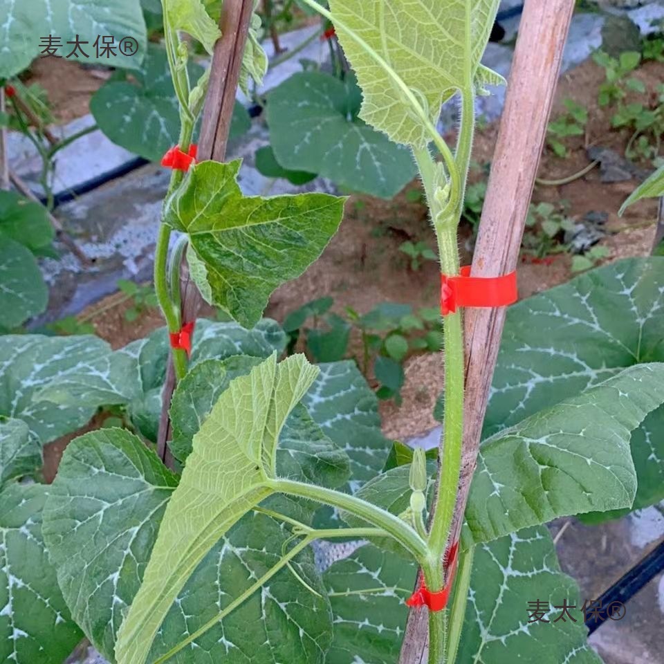 The new type of tomato branch binding machine, including the grape and tomato branch binding machine and the kiwi vine binding tape, automatically binds the wheat Taibao Application Scenario