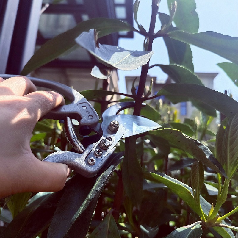 SK5 steel pruning shears, hand protection garden shears, bird's beak branch shears, potted plant picking, orchard forest pruning, garden hardware tools Specification drawing