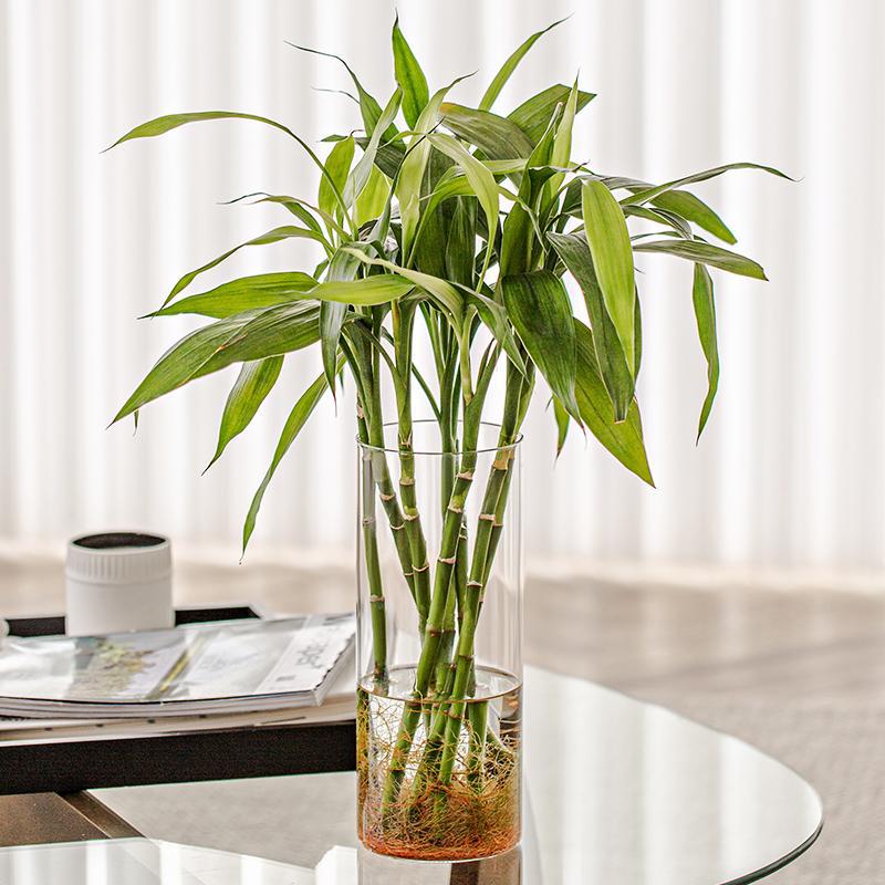 High borosilicate glass hydroponic plant bottle, indoor desktop small flowerpot, moss ecological bottle, straight tube flower arrangement vase Application Scenario