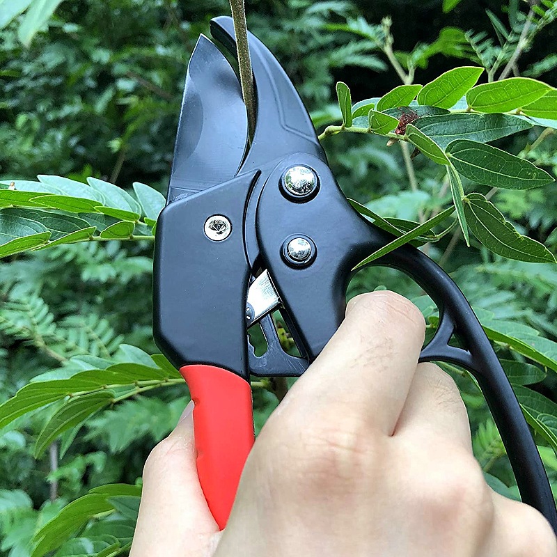 Cross-border best-selling professional ratchet segmented pruning shears sk5 branch pruning shears, flower shears, gardening, fruit tree and garden tools Application Scenario