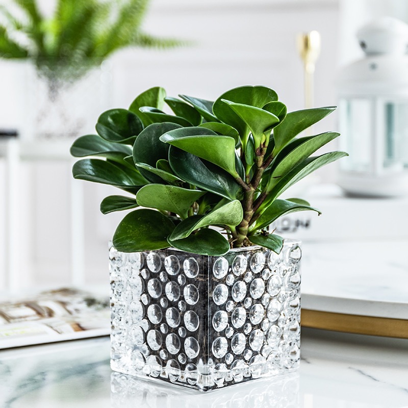 Wholesale square glass vases, pothos hydroponic flowerpots, square jars, scented wax cups, succulent beaded candlesticks, thickened Specification drawing