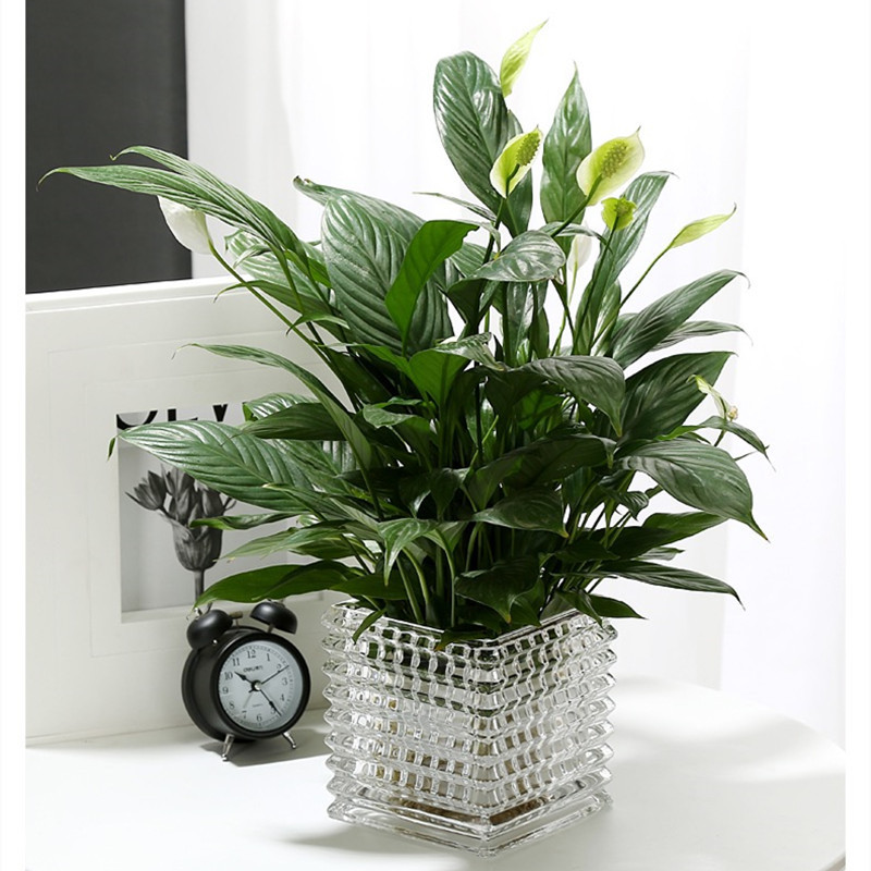 Brilliant crystal glass vase, hydroponic pothos square VAT, desktop flower arrangement vessel, display piece, ins square succulent Application Scenario
