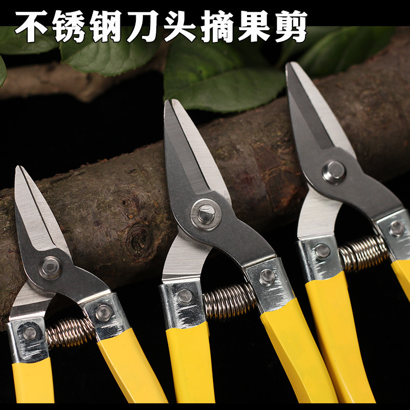 Luoding stainless steel fruit scissors, new medium-sized citrus fruit scissors, round-head citrus fruit picking scissors, scissors for fruit picking full figure