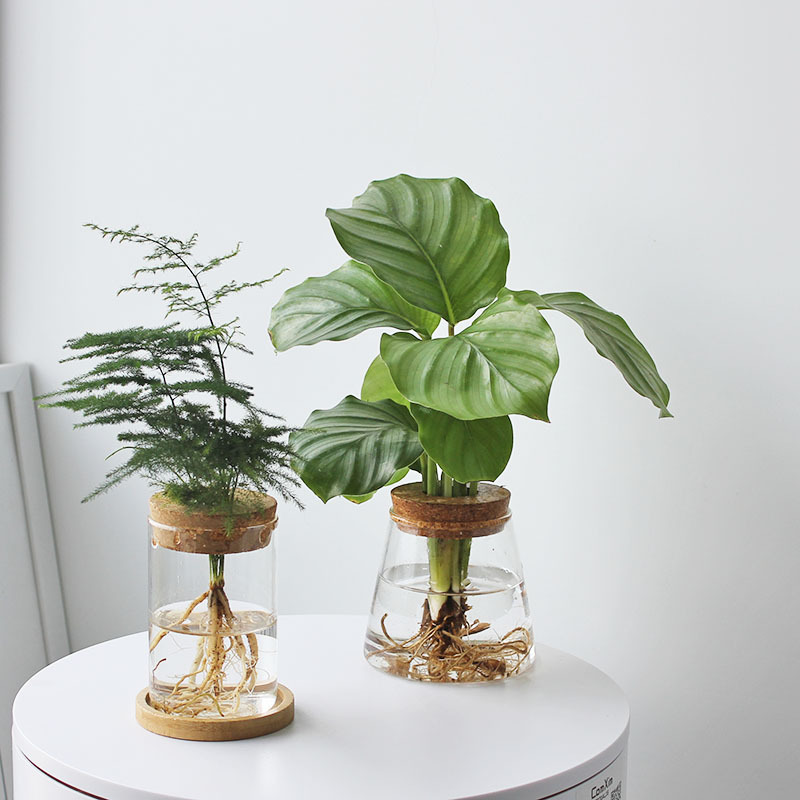 High borosilicate glass vase, transparent office pothos hydroponic plant bottle, home flower arrangement small ornaments, ecological bottle full figure