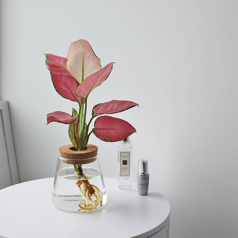 High borosilicate glass vase, transparent office pothos hydroponic plant bottle, home flower arrangement small ornaments, ecological bottle details Picture