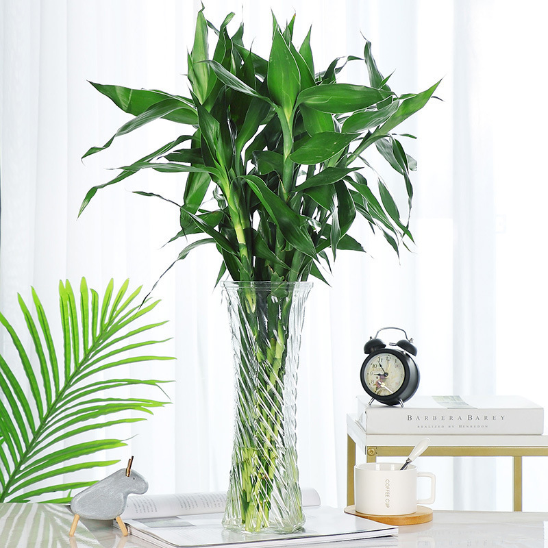 Large lucky bamboo glass vase, household living room water-grown flower arrangement, water-cultivated lily transparent extra-large decorative vase Specification drawing