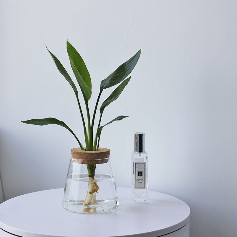 High borosilicate glass vase, transparent office pothos hydroponic plant bottle, home flower arrangement small ornaments, ecological bottle Specification drawing