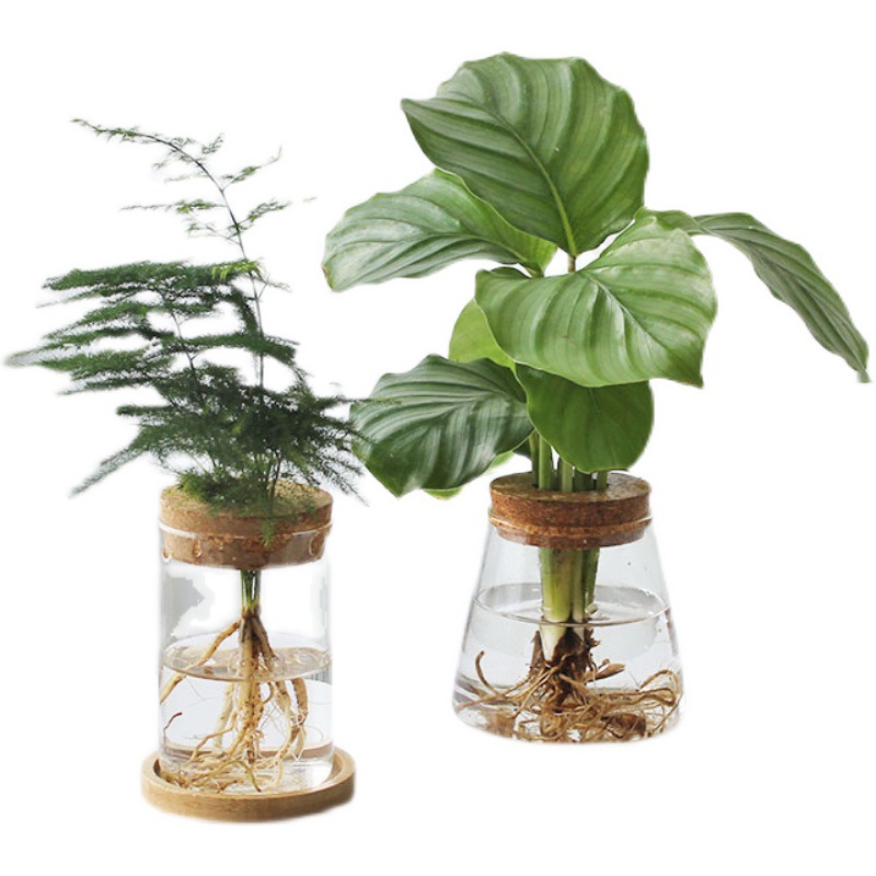 High borosilicate glass vase, transparent office pothos hydroponic plant bottle, home flower arrangement small ornaments, ecological bottle Item Picture