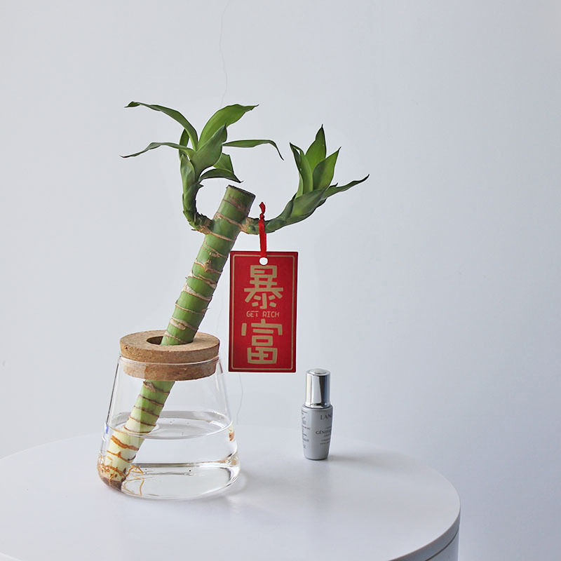 High borosilicate glass vase, transparent office pothos hydroponic plant bottle, home flower arrangement small ornaments, ecological bottle Application Scenario