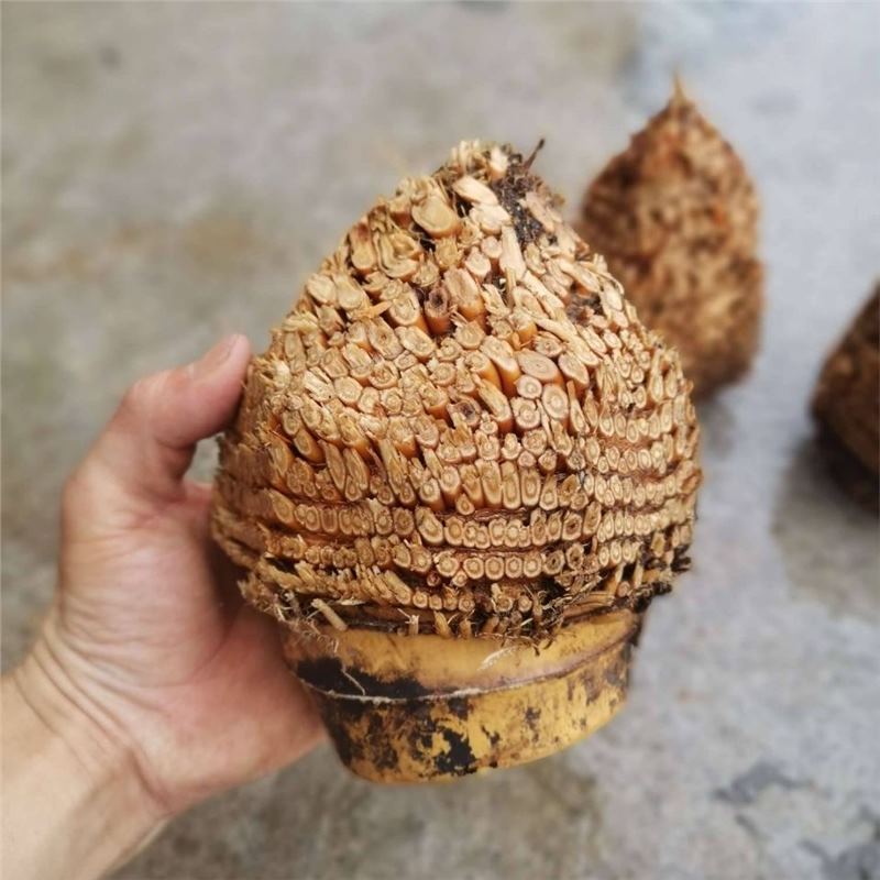 Nan bamboo root, hairy bamboo root raw materials, golden toad material, full nail bamboo root raw materials undefined