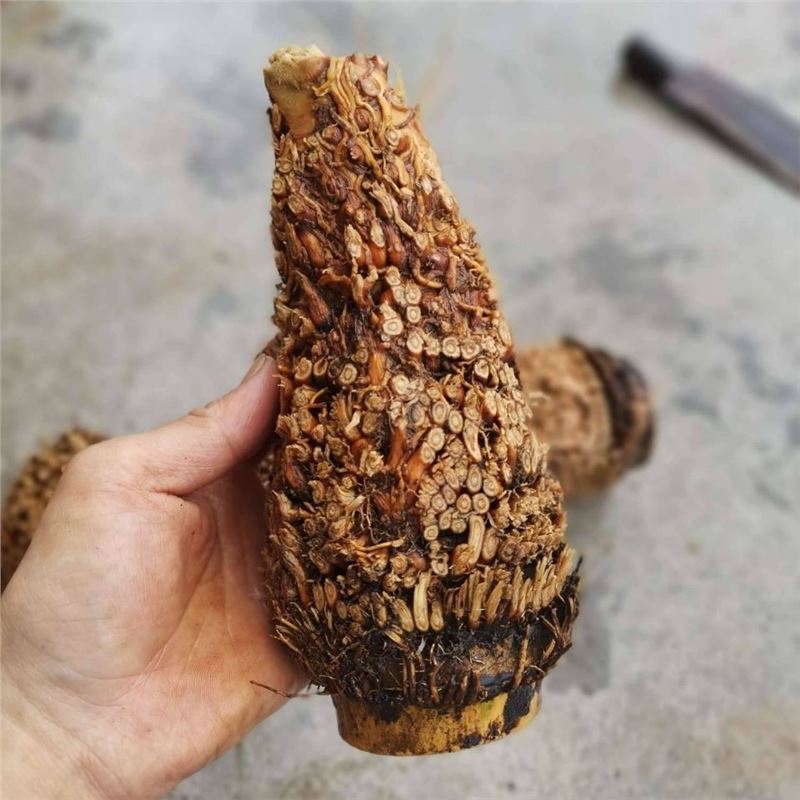 Nan bamboo root, hairy bamboo root raw materials, golden toad material, full nail bamboo root raw materials Application Scenario