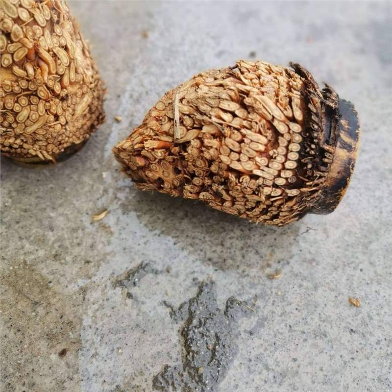 Nan bamboo root, hairy bamboo root raw materials, golden toad material, full nail bamboo root raw materials Item Picture