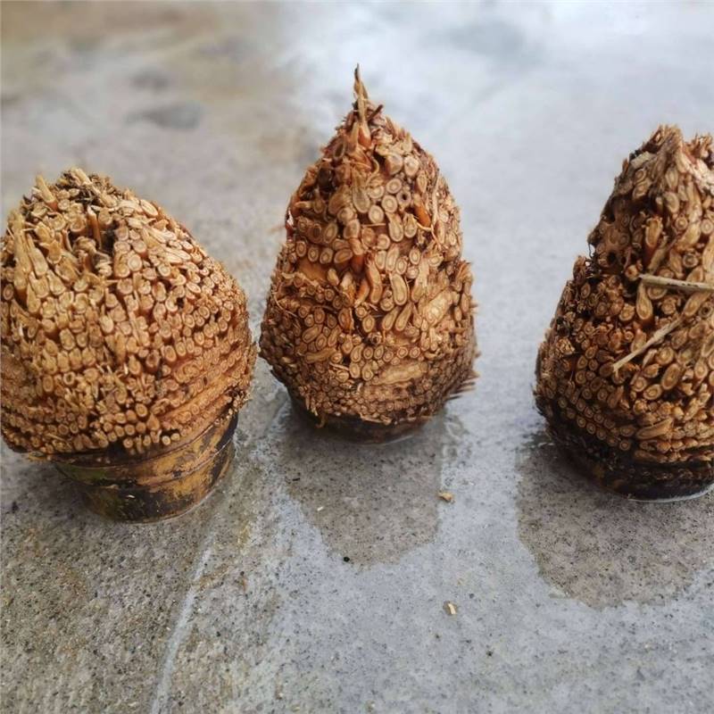 Nan bamboo root, hairy bamboo root raw materials, golden toad material, full nail bamboo root raw materials details Picture