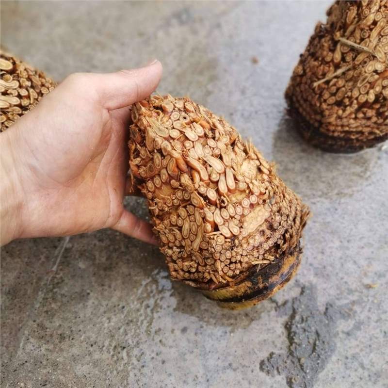 Nan bamboo root, hairy bamboo root raw materials, golden toad material, full nail bamboo root raw materials Specification drawing