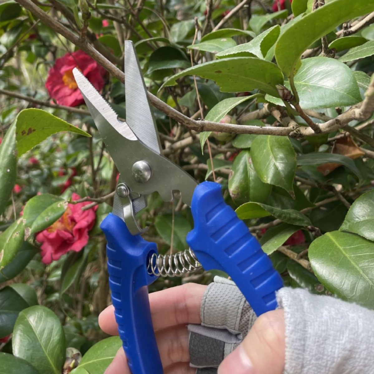 Stainless steel electrician scissors, special wire cutters, labor-saving wire troughs, wire cutters, strong thin iron sheet cutters, garden pruning cutters Application Scenario