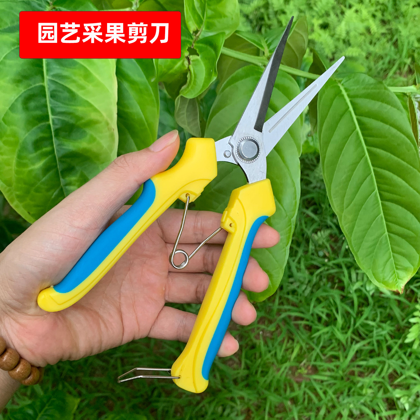 Stainless steel pruning shears, garden shears, pitaya and grape shears, multi-functional pruning shears, fruit branch shears, special handcrafted for garden fruit picking full figure