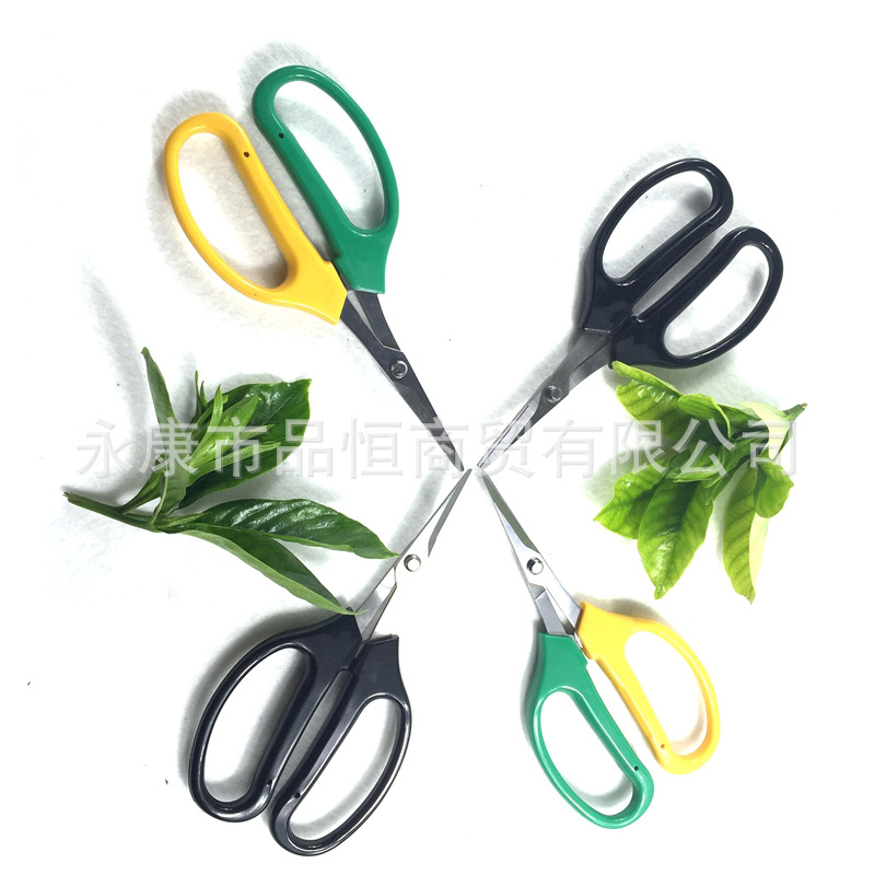 Grape-specific upturned head garden scissors, fruit thinning scissors, fruit trimming scissors, upturned head thinning fruit scissors, lean fruit scissors, stainless steel Application Scenario