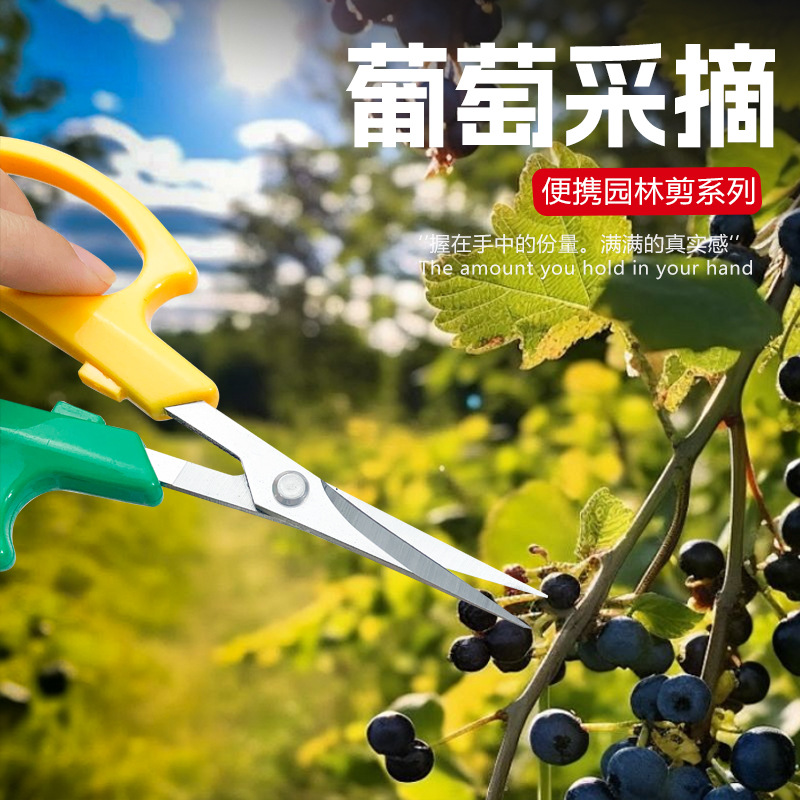 Stainless steel upturned grape shears, stainless steel fruit pickers, fruit and vegetable shears for orchards and greenhouses, potted garden elbow shears Specification drawing