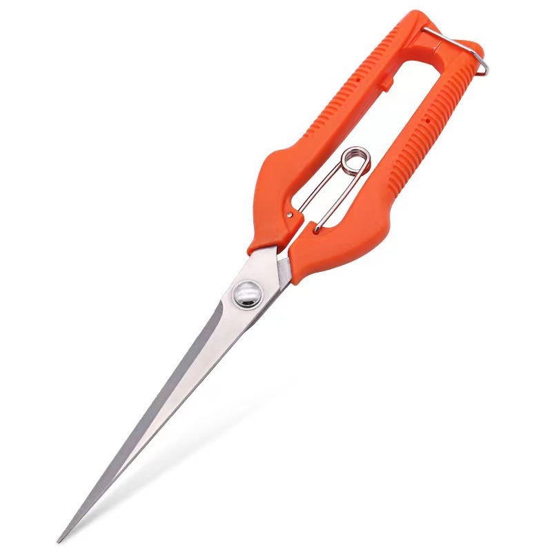 Direct sales of grape shears, pruning shears, garden color fruit shears, potted plant pruning tools, orange grape picking shears, flower shears Item Picture