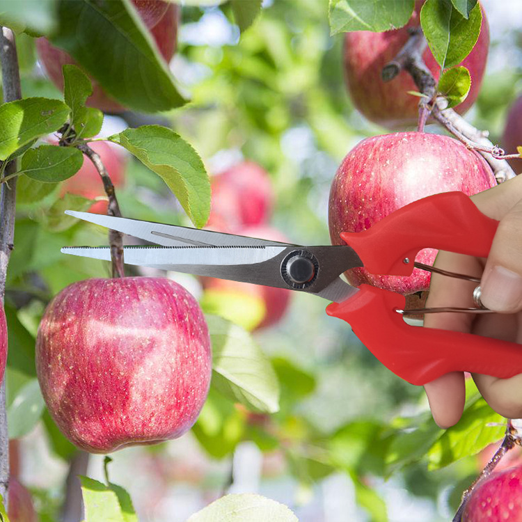 Factory direct sales, wholesale of multi-functional stainless steel pruning shears, grape shears, fruit and vegetable picking shears, flower art and rare fruit shears Application Scenario