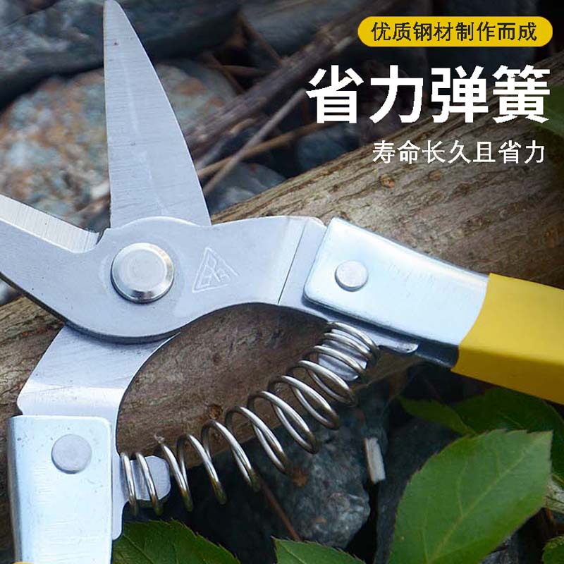 Round head medium-sized scissors, stainless steel fruit and vegetable scissors, fruit picking scissors, new style of stainless steel fruit and citrus fruit scissors Application Scenario