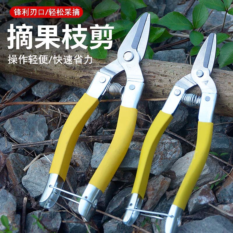 Round head medium-sized scissors, stainless steel fruit and vegetable scissors, fruit picking scissors, new style of stainless steel fruit and citrus fruit scissors full figure