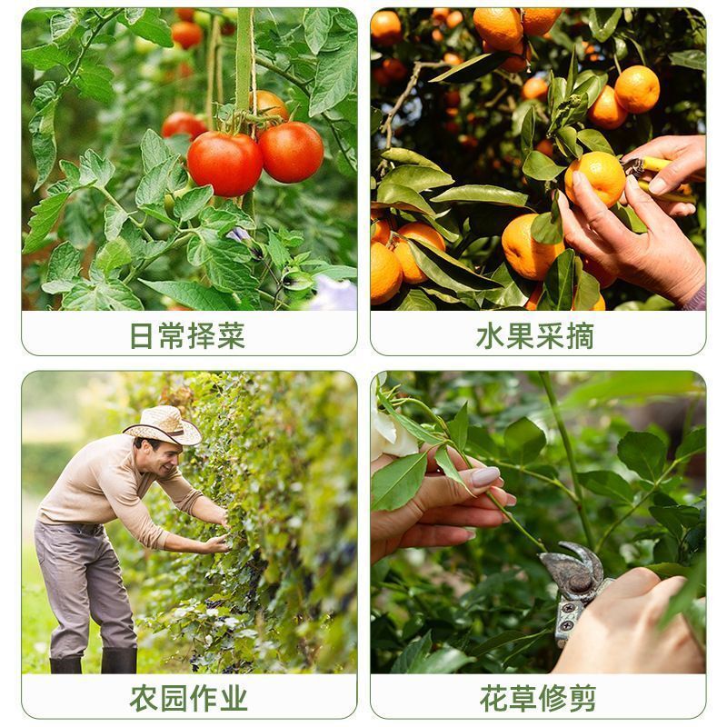 Small guillotine thumb knife for picking grapes, cucumbers, vegetables, leaves and roots, small guillotine picking knife Application Scenario