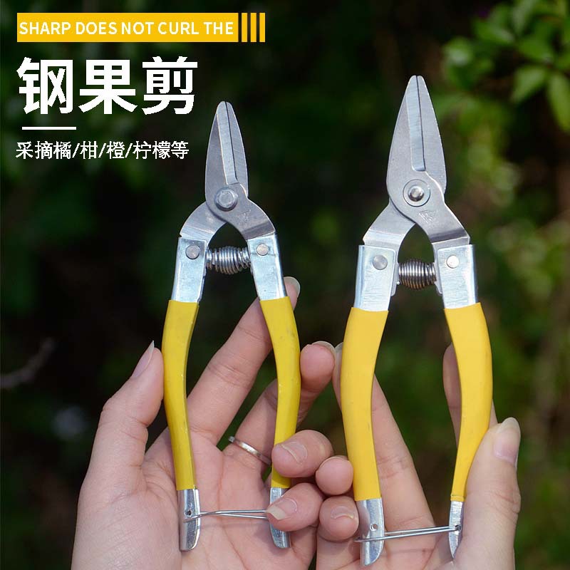Round head medium-sized scissors, stainless steel fruit and vegetable scissors, fruit picking scissors, new style of stainless steel fruit and citrus fruit scissors Specification drawing