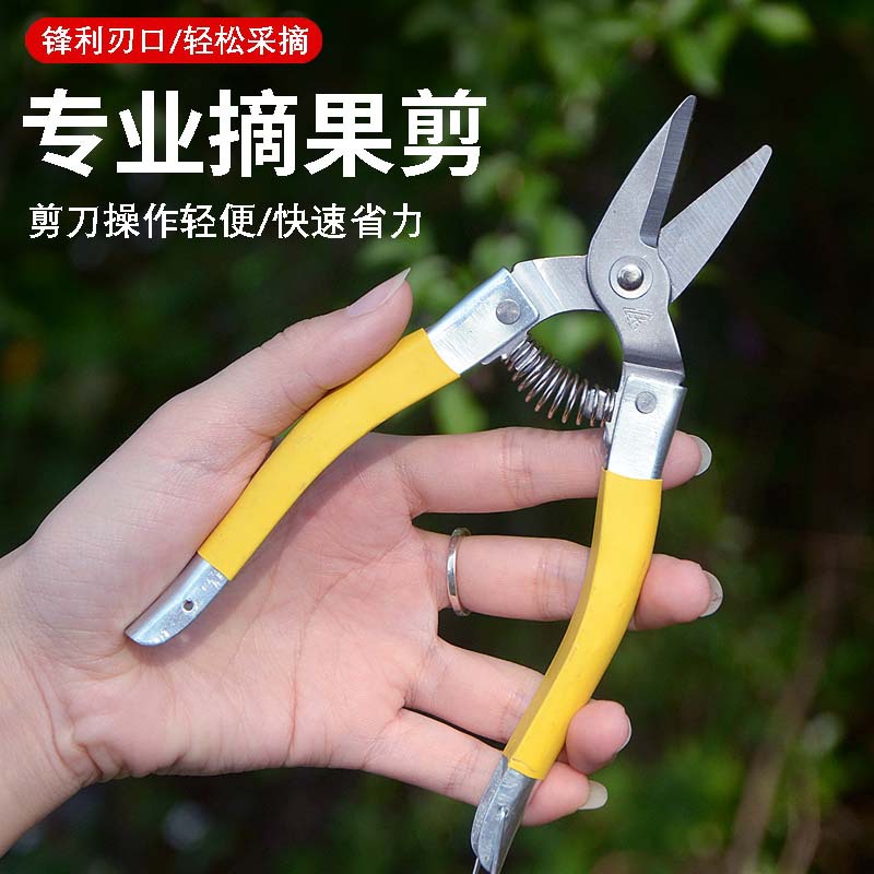Round head medium-sized scissors, stainless steel fruit and vegetable scissors, fruit picking scissors, new style of stainless steel fruit and citrus fruit scissors details Picture