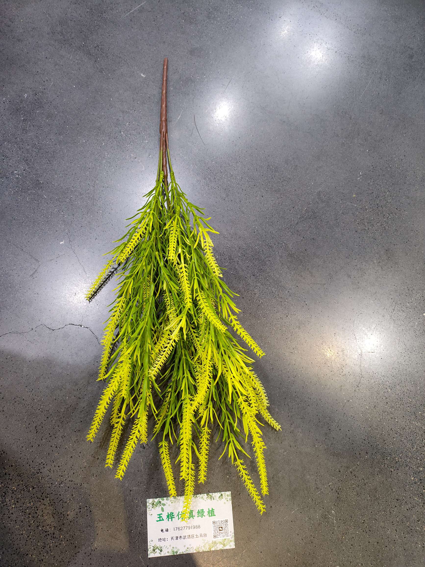 Dogtail grass looks beautiful and elegant when placed at home, and it never dries out, always remaining the same details Picture