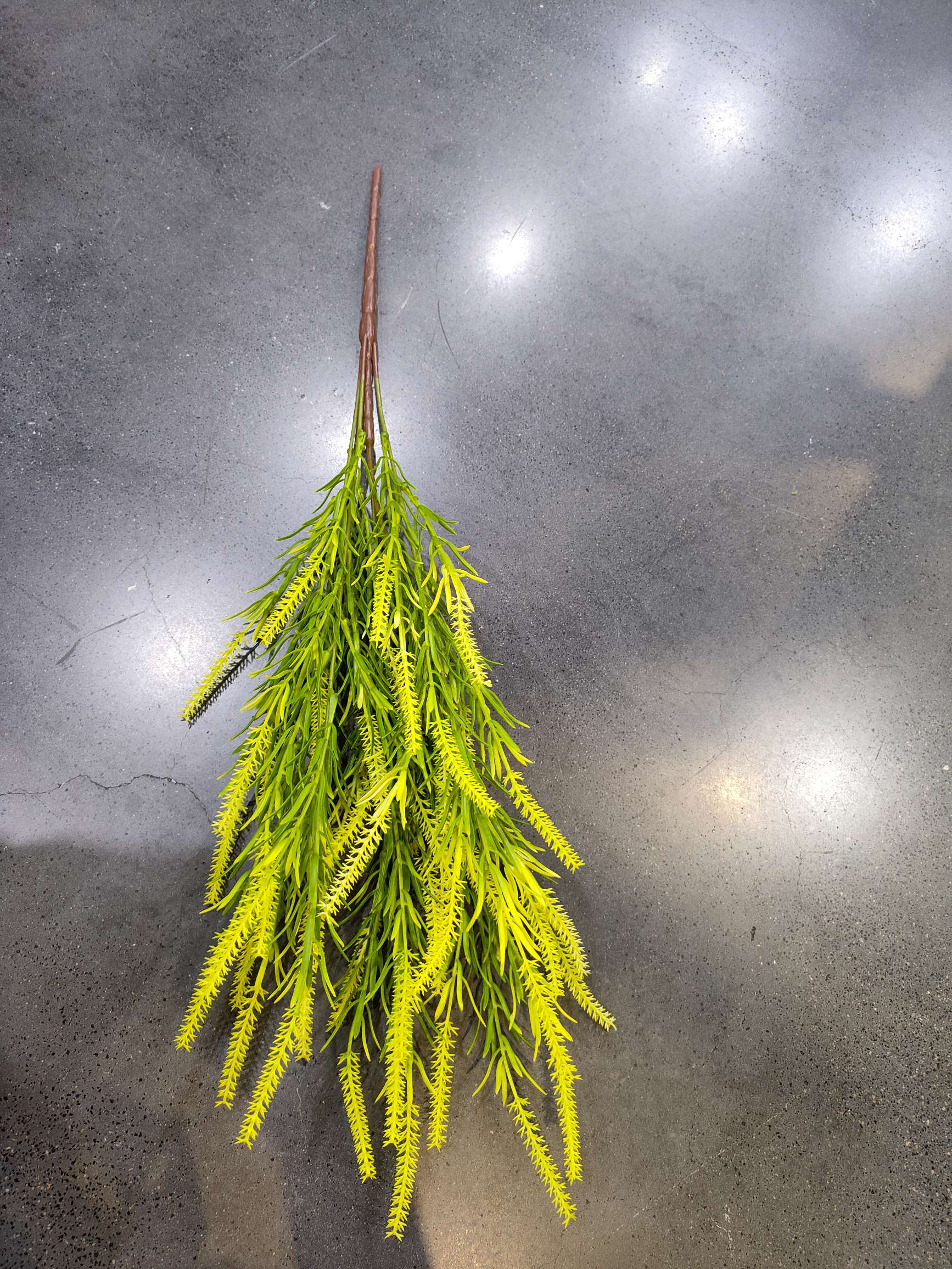 Dogtail grass looks beautiful and elegant when placed at home, and it never dries out, always remaining the same Specification image