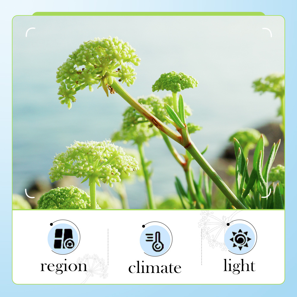 All-english BIOAOUA Sea Fennel Hyaluronic Acid Anti-Wrinkle Nourishing Facial mask Cross-border export wholesale Item Picture