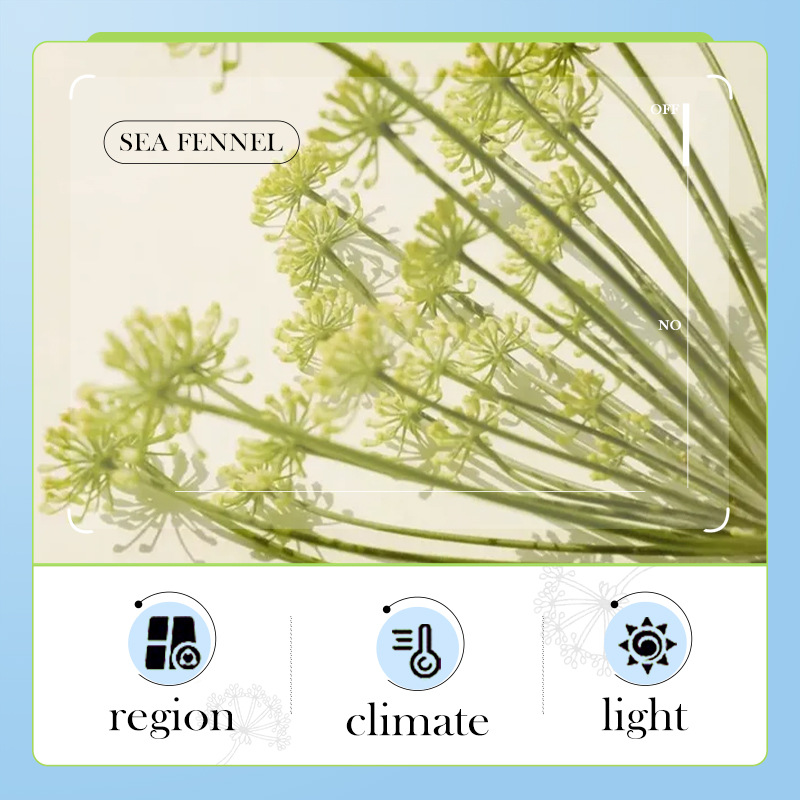 BIOAOUA Sea Fennel Hyaluronic Acid Anti-Wrinkle Cream, Hydrating and Moisturizing Fine Line Cream, Cross-border wholesale Application Scenario