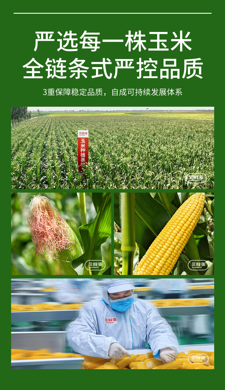 批发包邮！三胖蛋甜糯新鲜玉米棒真空锁鲜包装加热即食1.82kg详情19