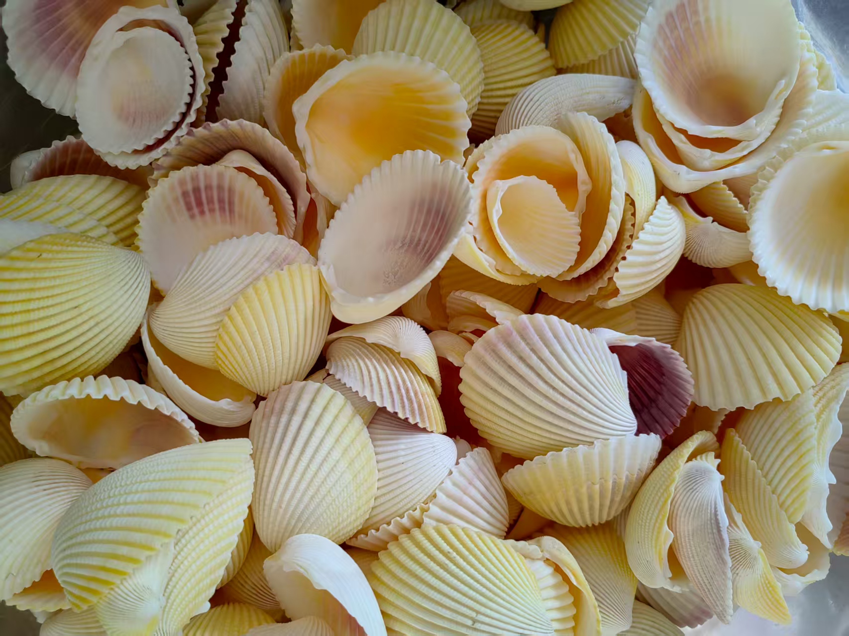 Green conch, woven conch, sea conch, shell, black small conch, left-hand fragrant conch, large Buddhist offering, sea conch, white mouth conch, factory direct sales, thick scallops, natural colorful patterned shells, sea conch, fish tank landscape decoration, European and American style Item Picture
