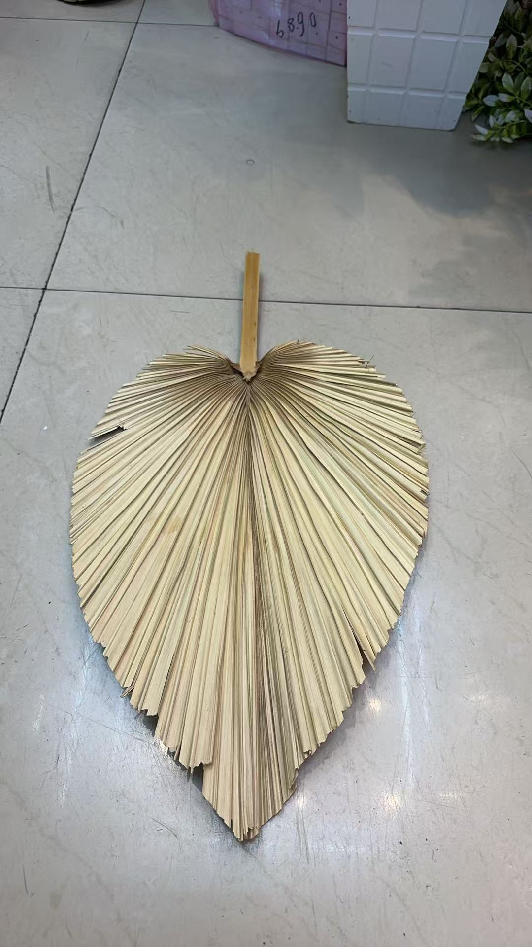蒲扇叶干花棕榈叶 芦苇 铁树单白色婚礼场景布置花艺墙干蒲葵扇子