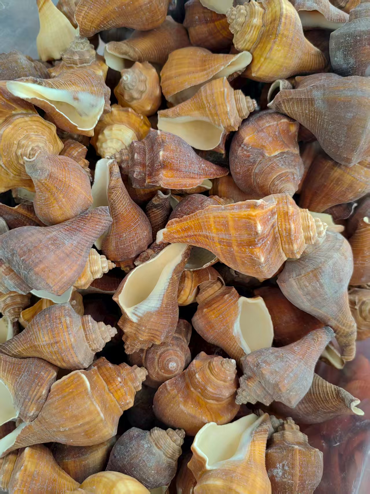 Green conch, woven conch, sea conch, shell, black small conch, left-hand fragrant conch, large Buddhist offering, sea conch, white mouth conch, factory direct sales, thick scallops, natural colorful patterned shells, sea conch, fish tank landscape decoration, European and American style Specification image