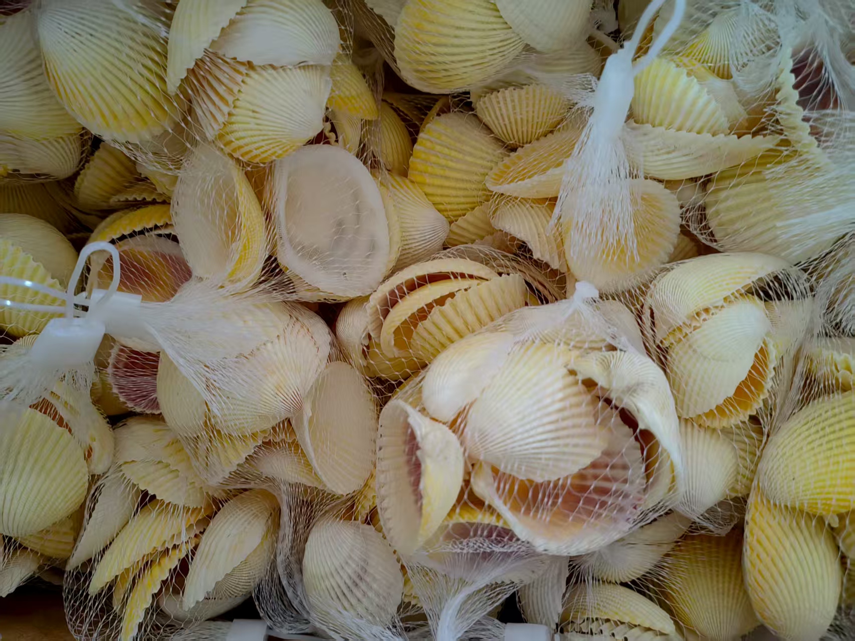 Snow shell manufacturer, natural Marine snow shell, white shell handicrafts raw materials, aquarium fish tank landscape accessories, spicy snail manufacturer, natural shells, sea snails, wall and floor platform, wedding decoration, fish tank landscape, home ornaments, lion shells, shell shells Item Picture