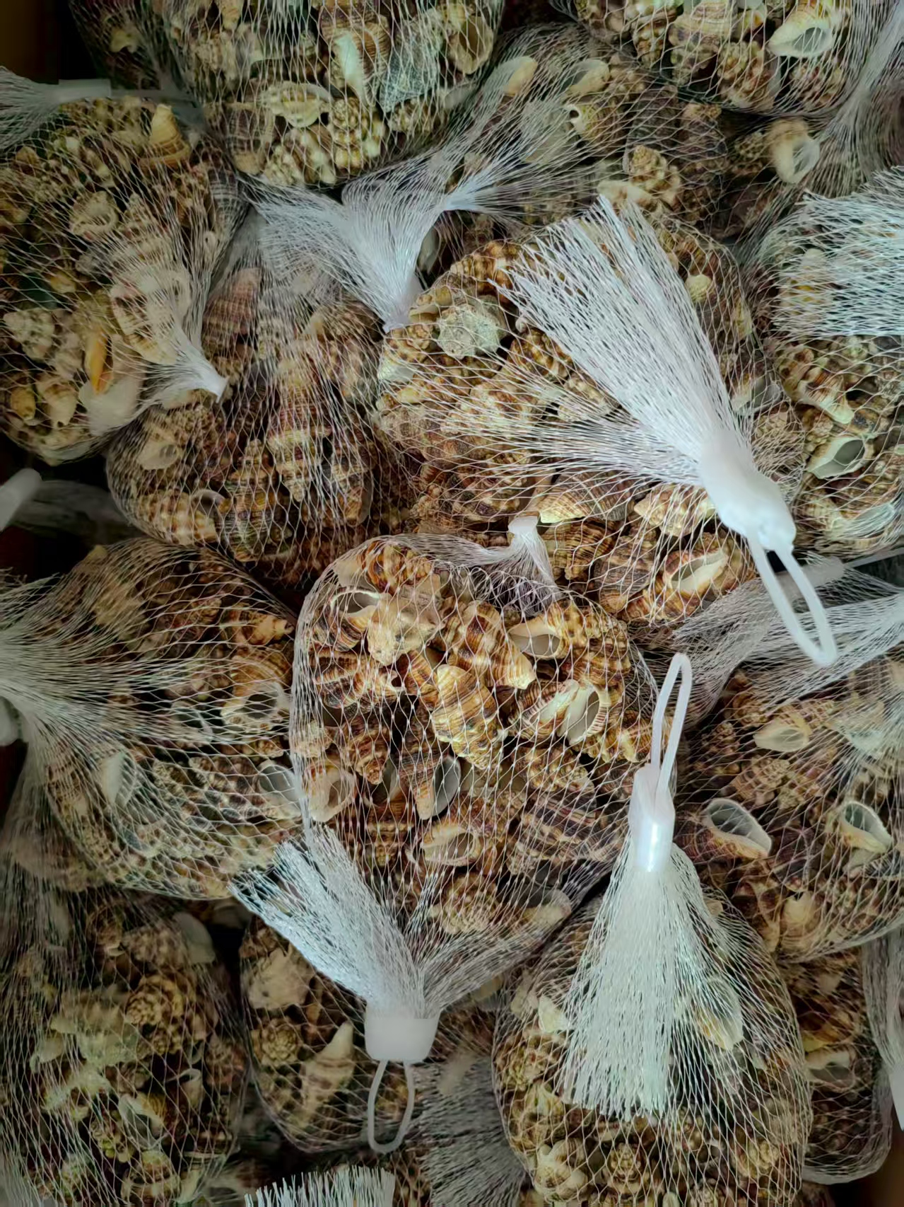 Snow shell manufacturer, natural Marine snow shell, white shell handicrafts raw materials, aquarium fish tank landscape accessories, spicy snail manufacturer, natural shells, sea snails, wall and floor platform, wedding decoration, fish tank landscape, home ornaments, lion shells, shell shells Application Scenario