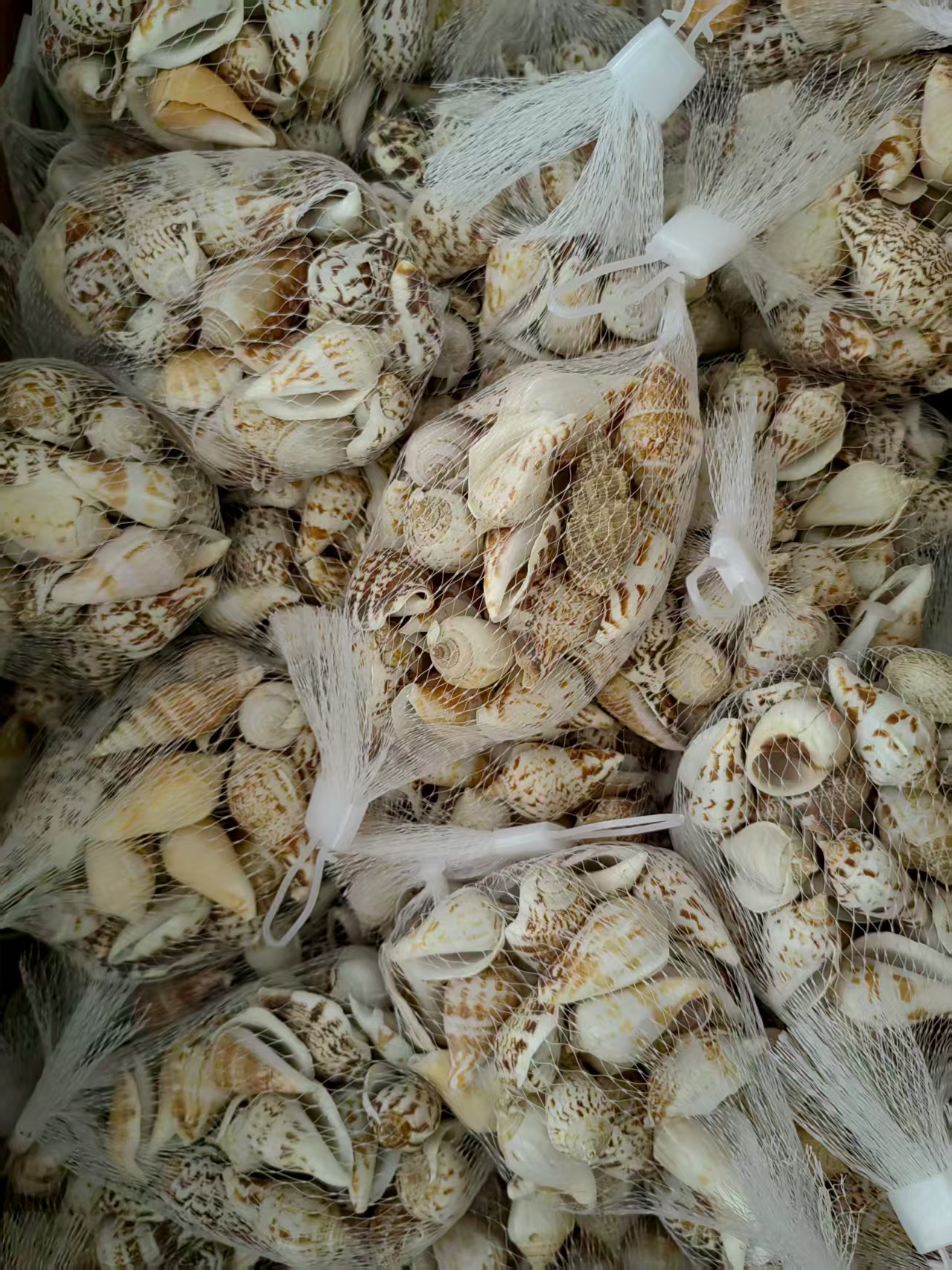 雪贝厂家天然海洋雪贝白贝壳工艺品原料水族鱼缸造景配件辣螺 厂家天然贝壳海螺贴墙地台婚庆装饰鱼缸造景家居摆件狮子贝贝壳