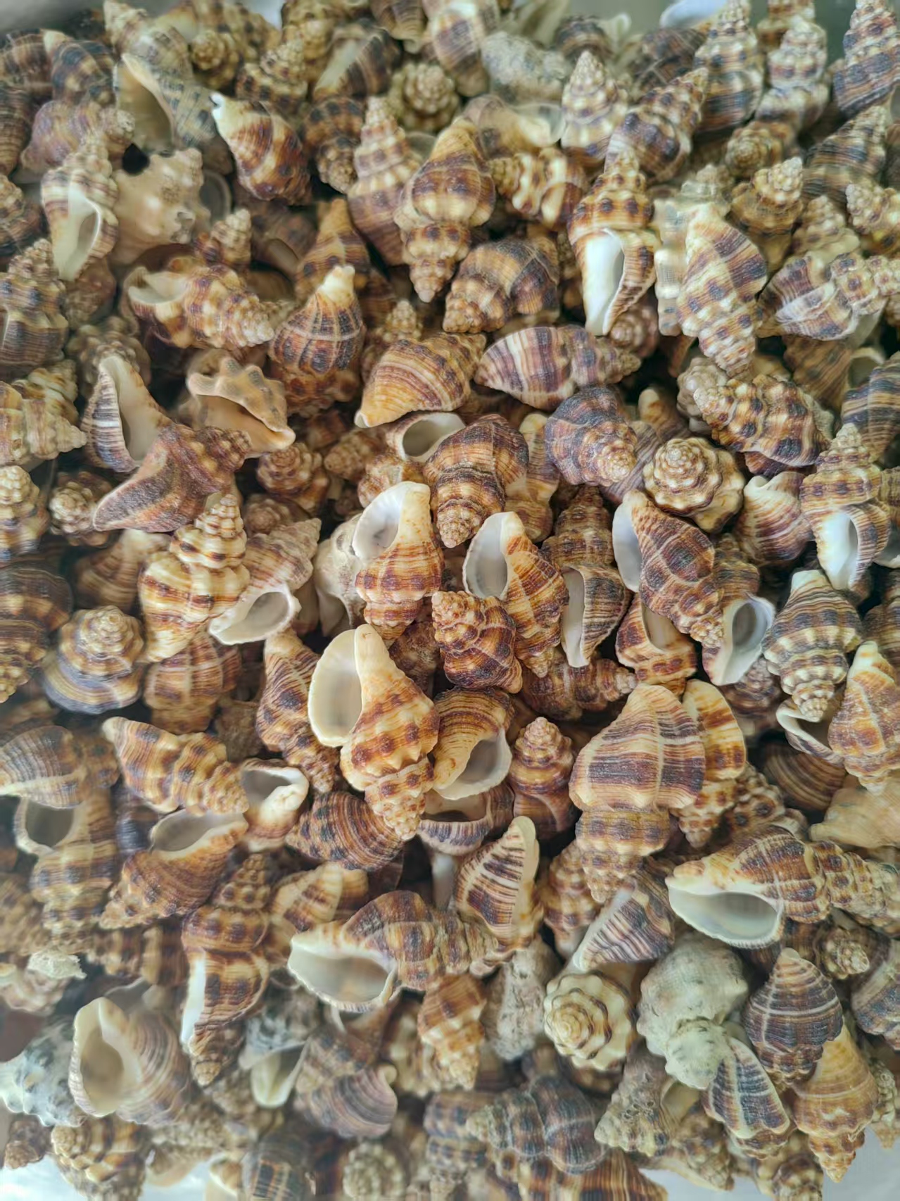 Green conch, woven conch, sea conch, shell, black small conch, left-hand fragrant conch, large Buddhist offering, sea conch, white mouth conch, factory direct sales, thick scallops, natural colorful patterned shells, sea conch, fish tank landscape decoration, European and American style Application Scenario