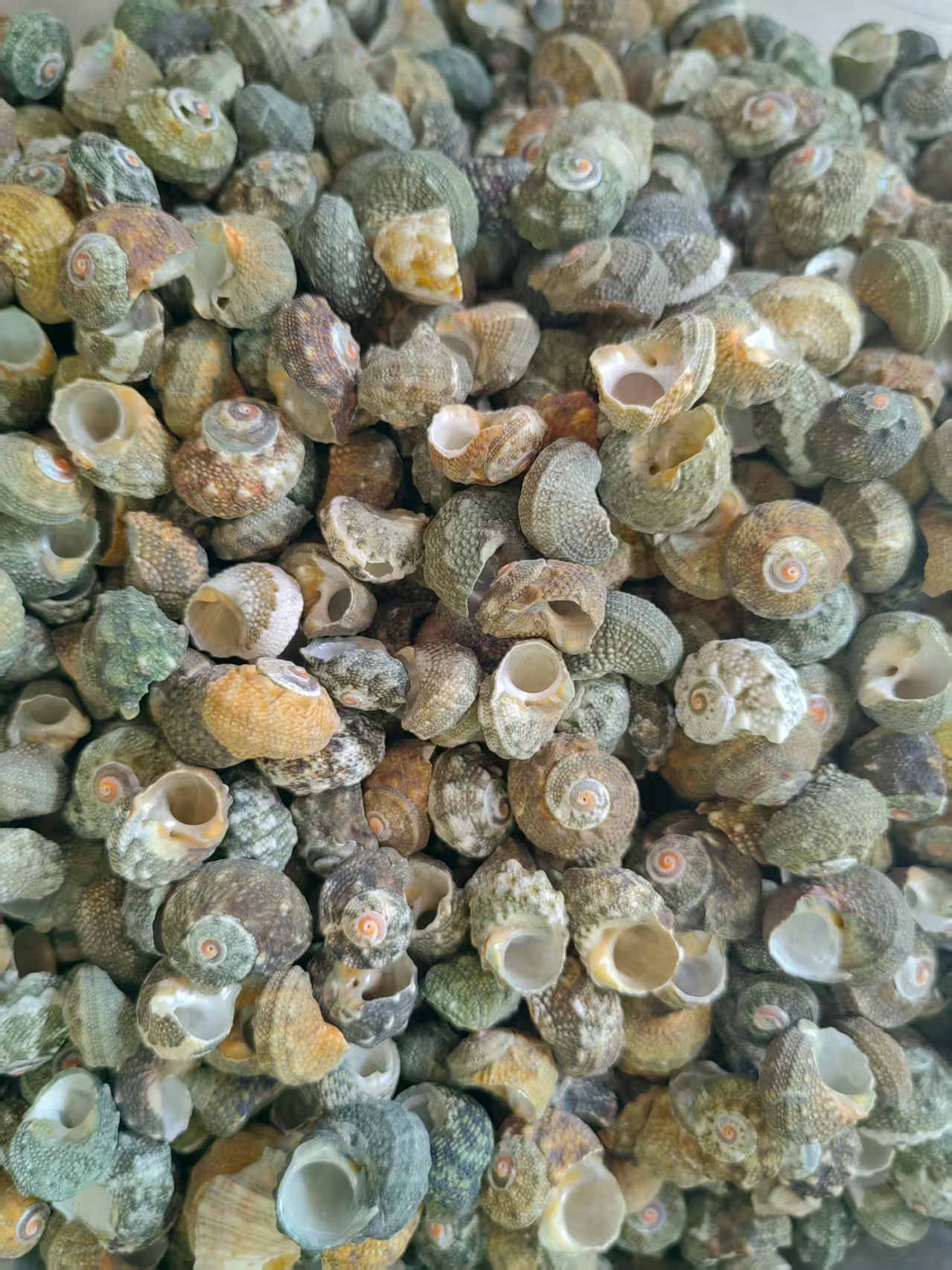 绿螺 织纹螺海螺，贝壳，黑色小罗 ，左旋香螺 大号佛教供奉海螺白口螺厂家直销厚扇贝天然彩色花纹贝壳海螺鱼缸造景装饰欧美风